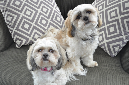 Entry image for Max and Chloe. Clicking this image will show a larger photo