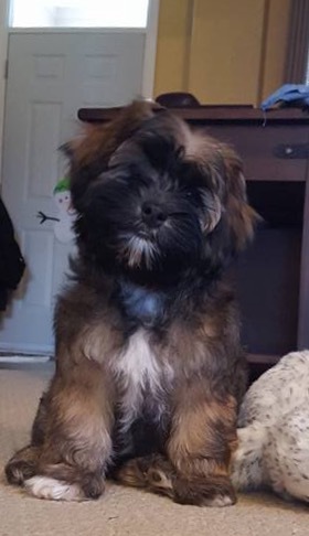 Entry image for Maximus. Clicking this image will show a larger photo