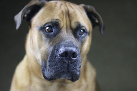 Entry image for Nitro. Clicking this image will show a larger photo