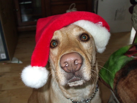 Entry image for Lexie. Clicking this image will show a larger photo