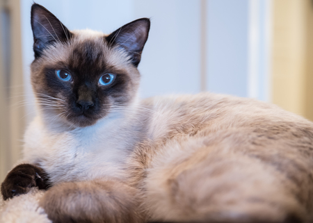 Entry image for Drake. Clicking this image will show a larger photo