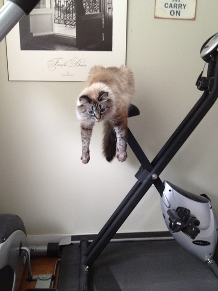 Entry image for Sophie . Clicking this image will show a larger photo