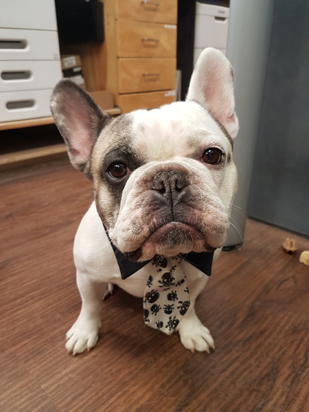 Entry image for Remi. Clicking this image will show a larger photo