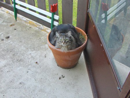 Entry image for Gracie. Clicking this image will show a larger photo