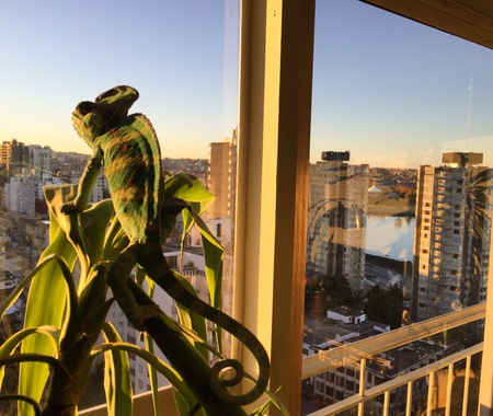 Entry image for Carmine. Clicking this image will show a larger photo