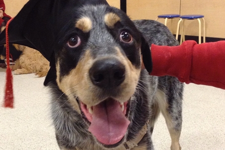 Entry image for Gus. Clicking this image will show a larger photo