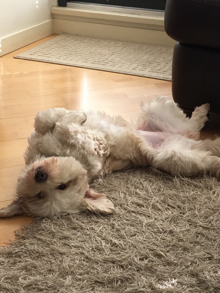 Entry image for Lexi. Clicking this image will show a larger photo