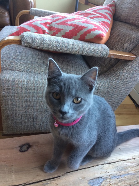 Entry image for Willow. Clicking this image will show a larger photo