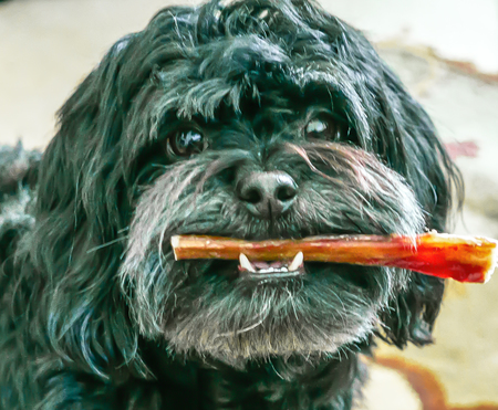 Entry image for Louie. Clicking this image will show a larger photo