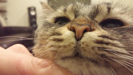 Entry image for Milo. Clicking this image will show a larger photo