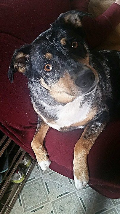 Entry image for Harley-Quinn. Clicking this image will show a larger photo