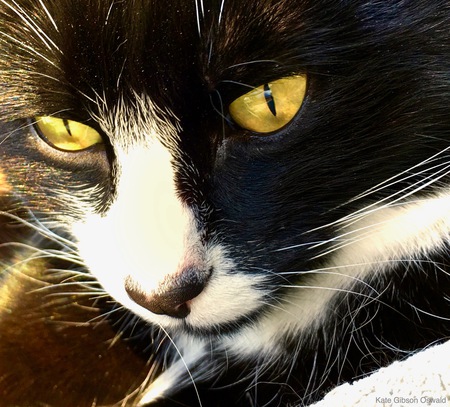 Entry image for Boots. Clicking this image will show a larger photo