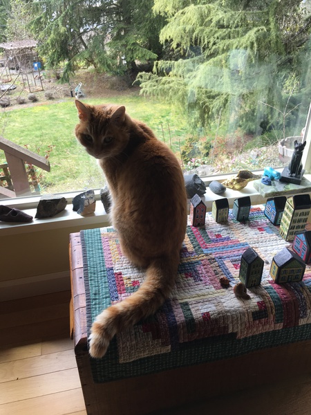 Entry image for Murphy. Clicking this image will show a larger photo