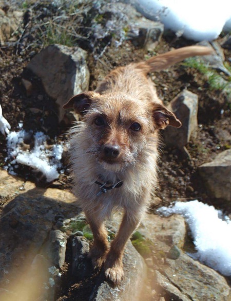 Entry image for Lucy. Clicking this image will show a larger photo