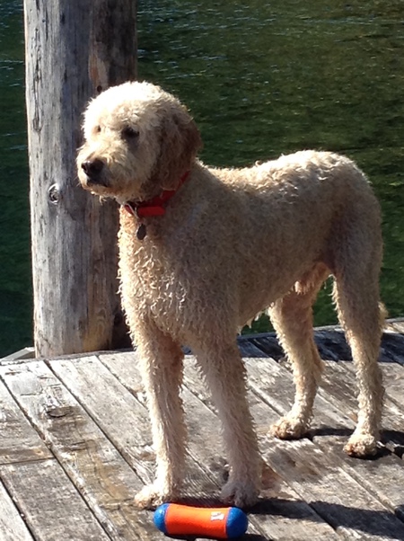 Entry image for Quincy. Clicking this image will show a larger photo