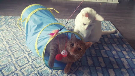 Entry image for Albus & Hank. Clicking this image will show a larger photo