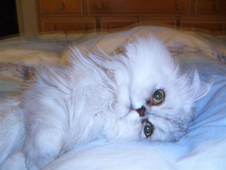 Entry image for Mishi. Clicking this image will show a larger photo