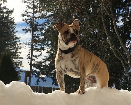 Entry image for Daisy. Clicking this image will show a larger photo