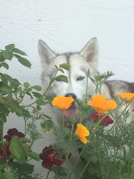 Entry image for Daenerys. Clicking this image will show a larger photo