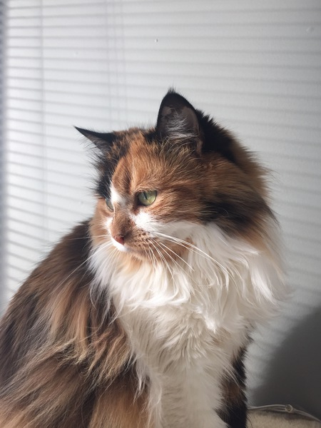 Entry image for Bibi. Clicking this image will show a larger photo