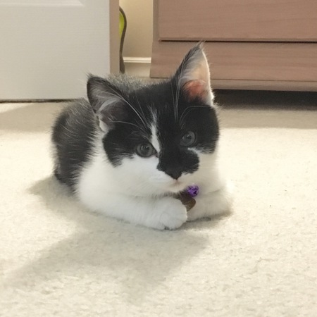 Entry image for Zoey. Clicking this image will show a larger photo