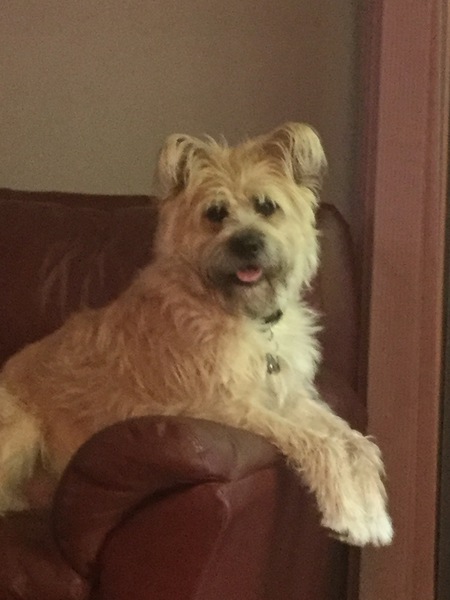 Entry image for Angus. Clicking this image will show a larger photo