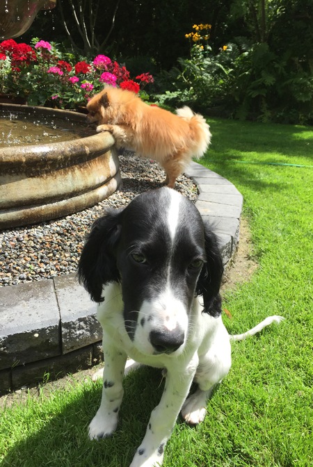 Entry image for Warwick and Cujo. Clicking this image will show a larger photo