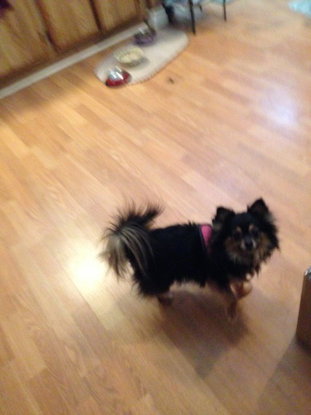 Entry image for Trixie. Clicking this image will show a larger photo