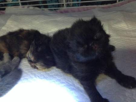 Entry image for Harley. Clicking this image will show a larger photo