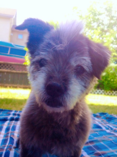 Entry image for Buckley. Clicking this image will show a larger photo