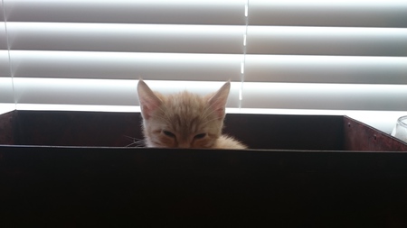 Entry image for Finn. Clicking this image will show a larger photo