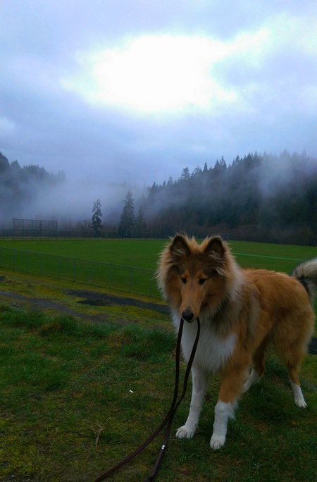 Entry image for Nova. Clicking this image will show a larger photo