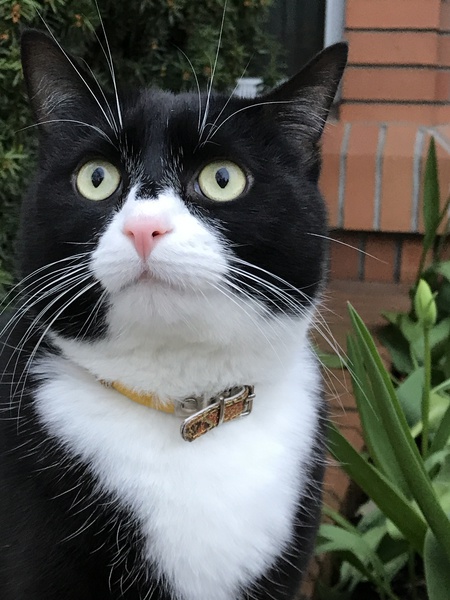 Entry image for Charlie . Clicking this image will show a larger photo