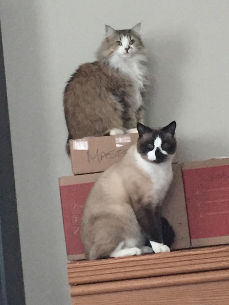 Entry image for Cuddles and Raspberry . Clicking this image will show a larger photo