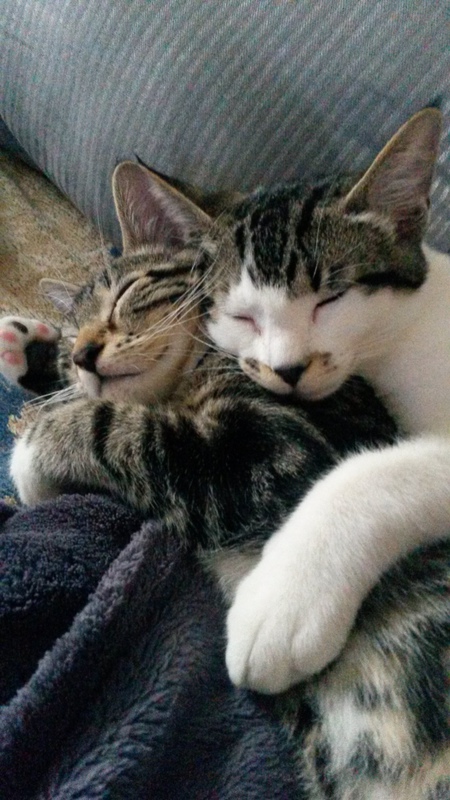 Entry image for Francis & Franki. Clicking this image will show a larger photo