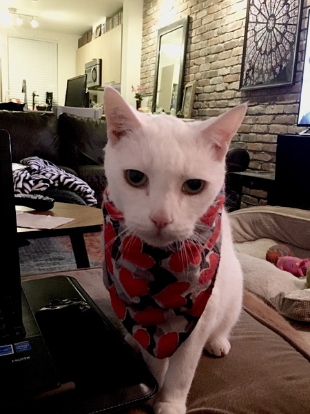 Entry image for North aka Northtradomus . Clicking this image will show a larger photo