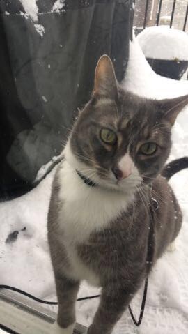 Entry image for Tyson . Clicking this image will show a larger photo