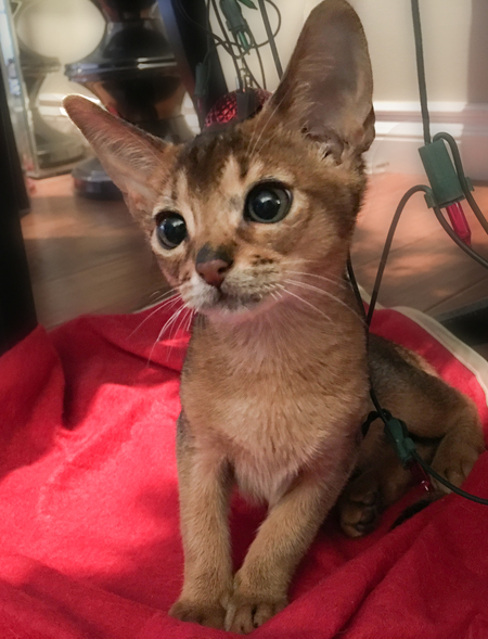 Entry image for Rosie (Posie). Clicking this image will show a larger photo