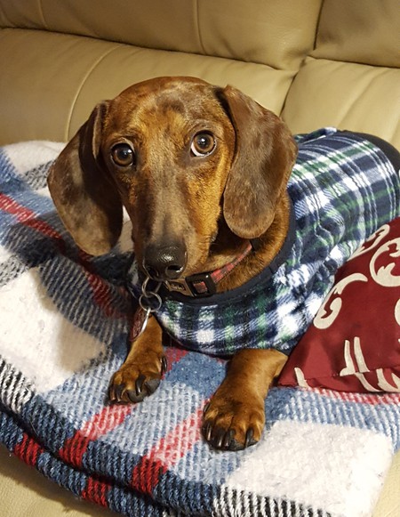 Entry image for Dobby. Clicking this image will show a larger photo