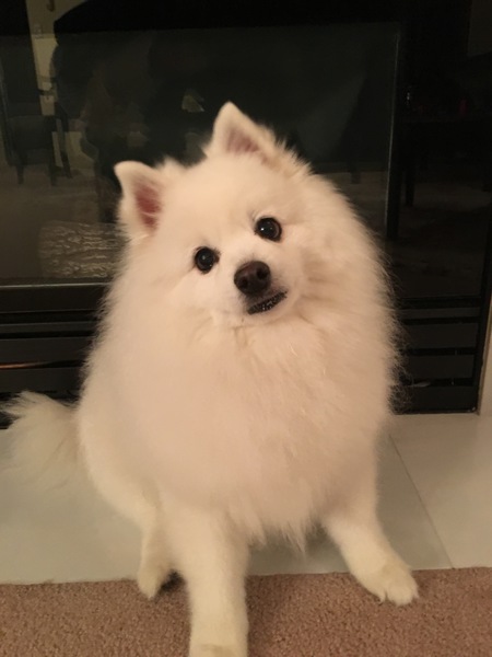 Entry image for Sam. Clicking this image will show a larger photo