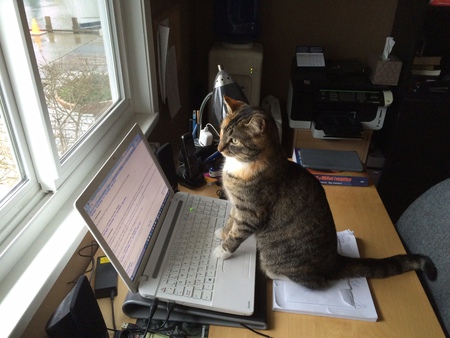 Entry image for Skilly. Clicking this image will show a larger photo