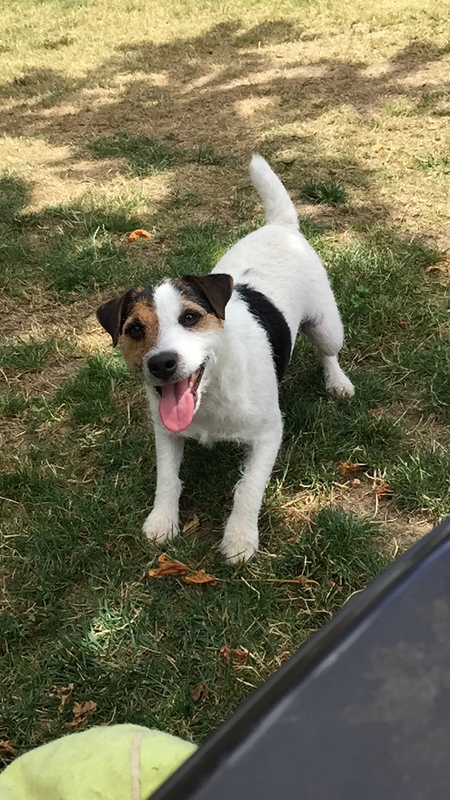 Entry image for Ace. Clicking this image will show a larger photo