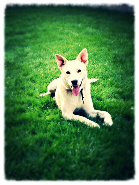 Entry image for Luca. Clicking this image will show a larger photo