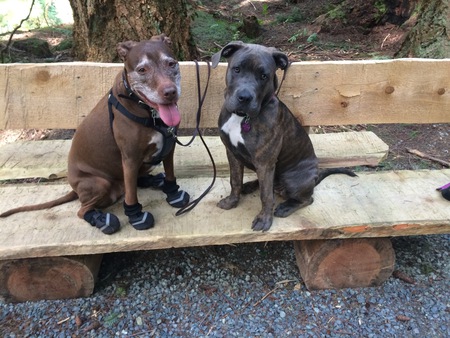 Entry image for Ruby & Loki. Clicking this image will show a larger photo