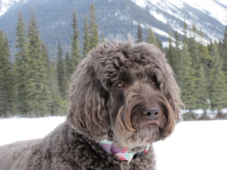 Entry image for Wispa . Clicking this image will show a larger photo