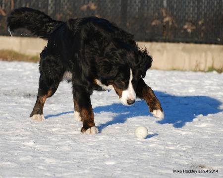 Entry image for Laci . Clicking this image will show a larger photo