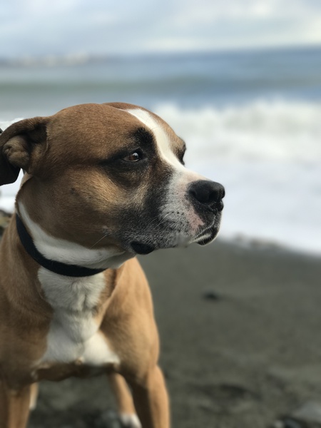 Entry image for Iggy. Clicking this image will show a larger photo