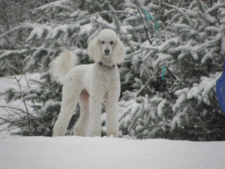 Entry image for Buddy. Clicking this image will show a larger photo