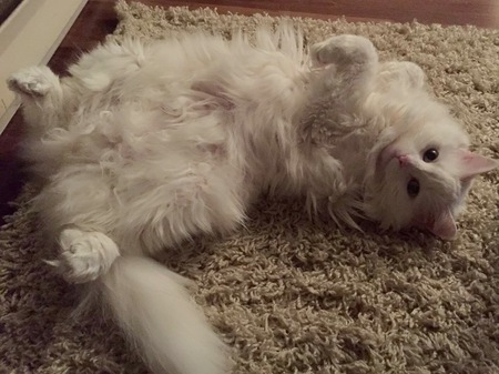 Entry image for Molly. Clicking this image will show a larger photo