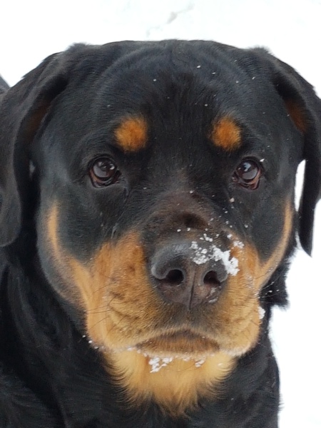 Entry image for Mocha. Clicking this image will show a larger photo